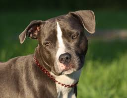 Maybe you would like to learn more about one of these? Stella American Staffordshire Terrier Deutscher Boxer Mischling 8 Jahre 10 Monate Hunde Imtierheimweil Tierschutzverein Weil Am Rhein E V