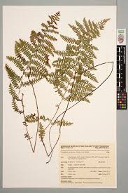 Image result for Thelypteris confluens