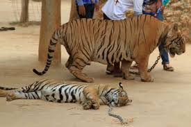 It is an apex predator, primarily preying on ungulates such as deer and wild boar. Presented To Authorities Petition To Protect Tigers With More Than 212 000 Signatures World Animal Protection