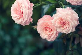 We did not find results for: How To Start A Rose Garden At Home Kellogg Garden Organics