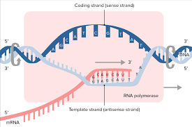 Check spelling or type a new query. Rna Types And Structure Concise Medical Knowledge
