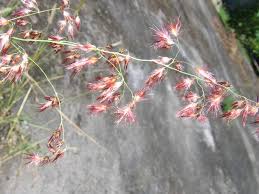 Image result for Melinis repens