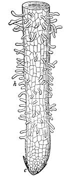Plant cell structure, vector illustration (helpful for education & schools). Root Hair Wikipedia