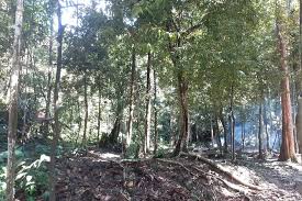 Johnson, our guide, was very knowledgeable and interesting, explaining all about seed dispersal, plant species, rainforest ecology and the local history of the forest research institute of malaysia (frim). Spacetraveller Activity Forest Research Institute