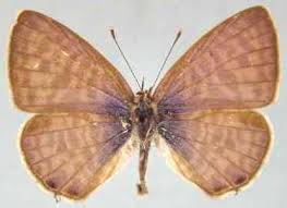 Image result for Indigofera subargentea