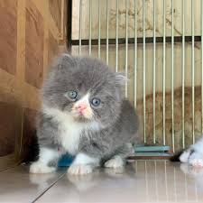 Kucing persia memiliki harga yang beraneka ragam di pasaran, semua tergantung pada jenisnya. Kucing Persia Flatnose Super Bulu Kapas Shopee Indonesia