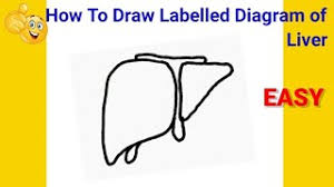 Use our diagram editor to make flowcharts, uml diagrams, er diagrams, network diagrams, mockups, floorplans and many more. How To Draw Diagram Of Liver Easy Way To Draw Liver How To Draw Liver Easily Youtube