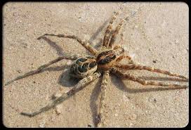 Mild biting, (dam ant biting me). Pin On Keep Calm Survive