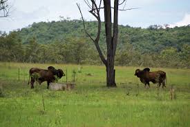 Join #dating now & discover the new way to match, chat & have fun! Australien 2014 On The Road Tag 13 Rockhampton Hervey Bay Flugentenblog