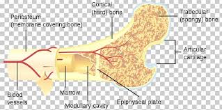 The structure of a long bone allows for the best visualization of all of the parts of a bone. Long Bone Human Skeleton Fraudbein Cross Section Png Clipart Anatomy Angle Area Bone Bone Density Free