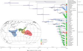 Image result for Nervilia petraea