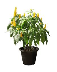 Image result for Pachystachys