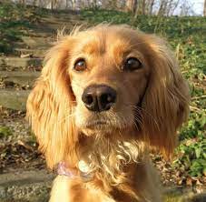 19 Labradors Mixed With Cocker Spaniel The Paws