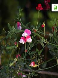 Image result for Lathyrus odoratus