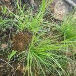 Image result for Sporobolus stapfianus