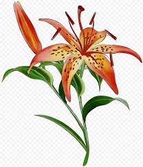 Tiger lily clipart and stock illustrations. Flowers Yellow Cut Flowers Lily M Petal Tiger Lily Plant Yellow Canada Lily Png Klipartz