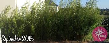 À l'heure où beaucoup proposent des produits d'importation venus d'asie. Croissance D Une Haie De Bambou Fargesia Robusta Campbell Non Tracant Blog De Leparadisdujardin Fr