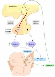 By korin miller it's no. Quiz Worksheet Overview Of Lactation Breastfeeding Study Com