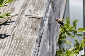 Finding where bumblebees live can be a hard task. Identifying Carpenter Bees