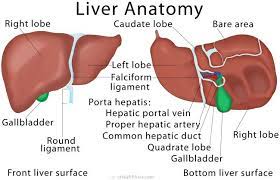 The liver is an organ only found in vertebrates which detoxifies various metabolites, synthesizes proteins and produces biochemicals necessary for digestion and growth. Anatomy Of The Clinical Anatomy Operative Surgery Facebook