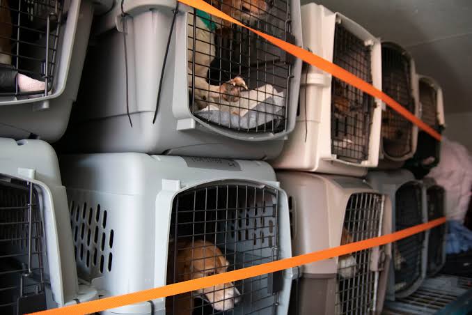 Pet transport