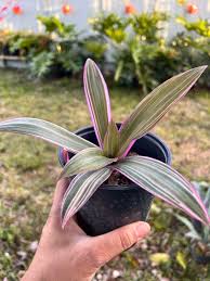 Image result for Tradescantia spathacea