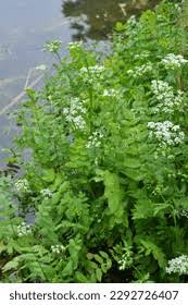 Image result for Berula erecta