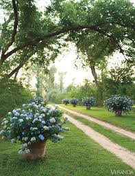 House Tour 19th Century Southern Cottage Plants Hydrangea Potted Beautiful Gardens