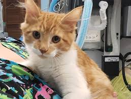 Fruitland Park Cat Vet Cat Veterinary