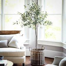 Arbequina Olive Tree Indoor Olive Tree Arbequina Olive Tree Olive Tree