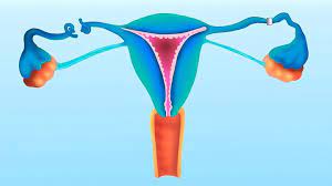 Tubal Ligation Or Permanent Female Sterilization A Misunderstood Birth Control Method Everyday Health