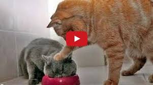 The Funniest Animal Video Clips On The Planet Video Animals Funny Animal Videos Animal Gifs Find the best free funny animal videos.