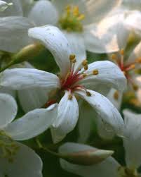 Image result for Vernicia