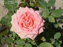 Check spelling or type a new query. Kordana Rose Outdoors Miniature Rose Amore Kordana