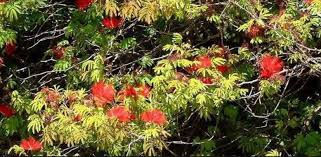 Image result for Calliandra tweedii