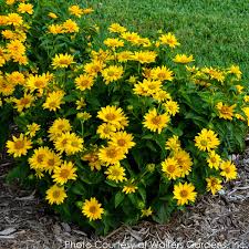 Image result for Heliopsis