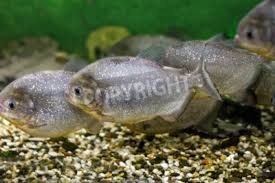 The electric blue variant can be a little harder to find, so be prepared to do some hunting if you're sold on that color. Image Of A Beautiful Aquarium Fish Piranhas Wandposter Poster Grausam Fang Piranha Myloview De