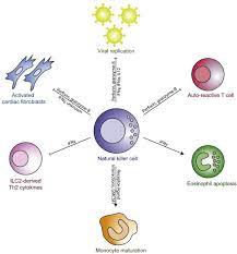 Natural Killer Cells In Inflammatory Heart Disease Sciencedirect