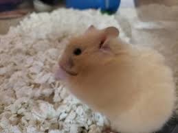 Check spelling or type a new query. Long Haired Syrian Hamster For Sale Male Live Small Pets Petsmart