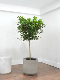 Image result for F kus Ficus