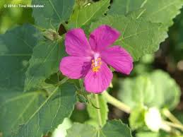 Image result for Pavonia burchellii