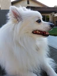 Whatever you need, whatever you want, whatever you desire, we provide. Weisser Pommerschen Hund Kostenloses Stock Bild Public Domain Pictures