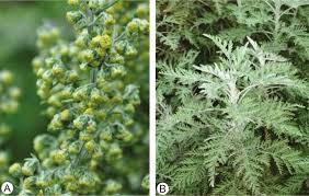 Image result for Artemisia afra