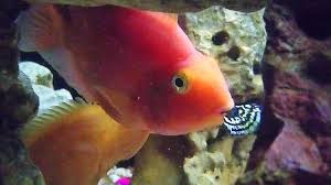Make sure you are not confusing them with saltwater parrotfish, an unrelated species in the scaridae family. Pin On Beautiful Aquariums