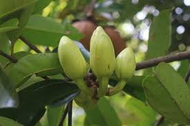 Image result for Pentadesma reyndersii