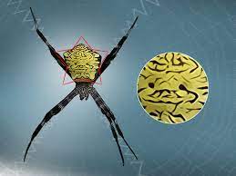 Maybe you would like to learn more about one of these? How To Identify A Banana Spider With Pictures Wikihow