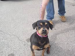 Black And White Terrier Mix Short Hair This Is A Female Possible Rat Terrier Beagle Mix Black And Tan And White In Color Short Hair And A Medium Size Friendlyour Adop Dogs Rat Terriers Beagle Mix