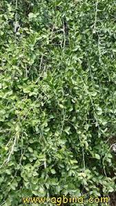 Image result for Balanites pedicellaris