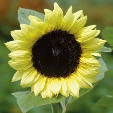 Procut Lemon F1 Sunflower Seed Johnny S Selected Seeds In 2020 Sunflower Flower Seeds Sunflower Seeds