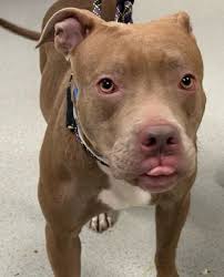 Lance Watts🇺🇲🥓🐕